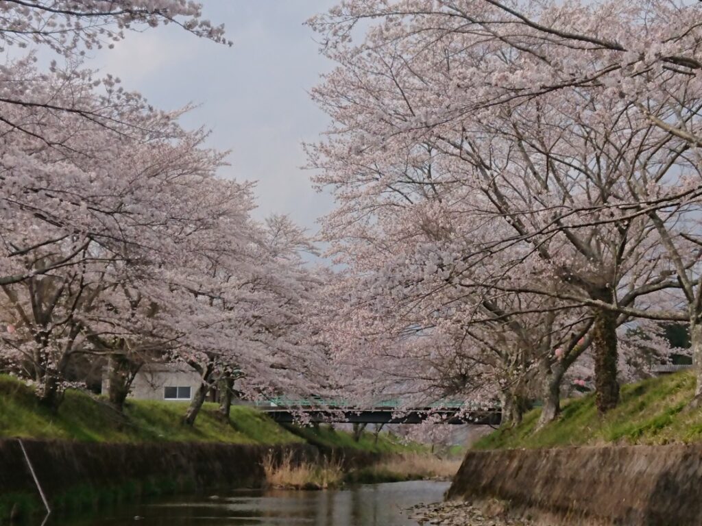 立杭てらす｜関西のグランピング｜4月初めはテラス横の川原の桜が丹波篠山市の隠れた名所