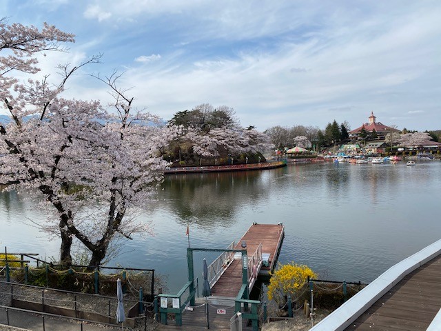 栃木県 那須・板室のコテージ｜那須サウンドヴィラの写真：周辺施設　春のりんどう湖の桜