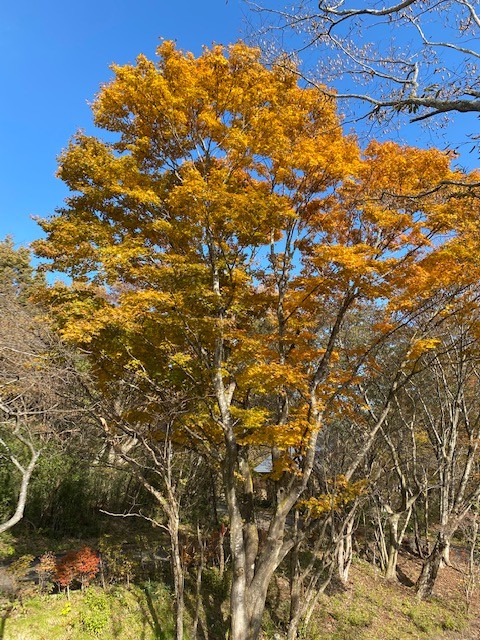 栃木県 那須・板室の貸別荘・コテージ｜那須サウンドヴィラの写真｜秋にはたくさんの紅葉が楽しめます。