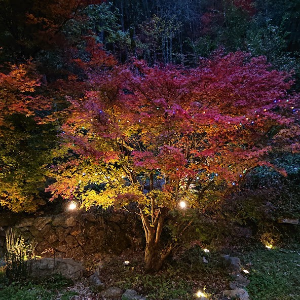京都府 湯の花・丹波・美山のコテージ｜古民家 筧の写真：紅葉