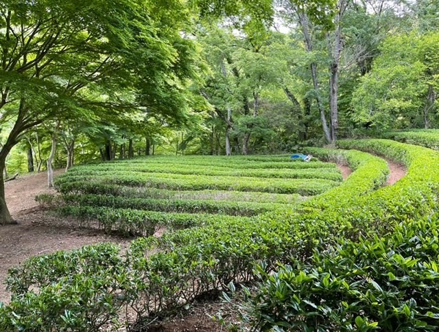 癒しの森スターヒルズ　ララの家｜静岡県・中伊豆｜敷地内のお茶畑（お散歩コースにあります）