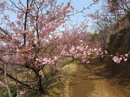 癒しの森スターヒルズ　ララの家｜静岡県・中伊豆｜お散歩コースには桜並木もあります。
