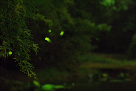 癒しの森スターヒルズ　アンの家｜静岡県・中伊豆｜６月には蛍が見える事もあります。