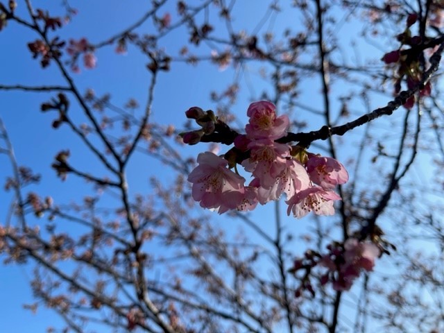 癒しの森スターヒルズ　アンの家｜静岡県・中伊豆｜桜の時期はお花見出来ます。