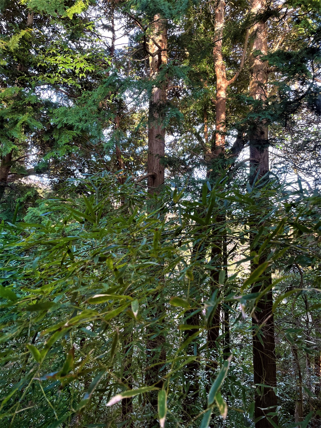 静岡県 伊豆高原の貸別荘・コテージ｜屋根付きBBQ場（東屋）黒べいの写真：竹林などの緑に囲まれ癒されます。