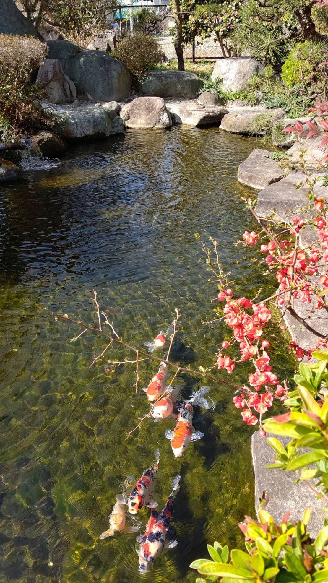 山梨県 石和・勝沼・塩山のコテージ｜ユニバーサル石和の写真：池