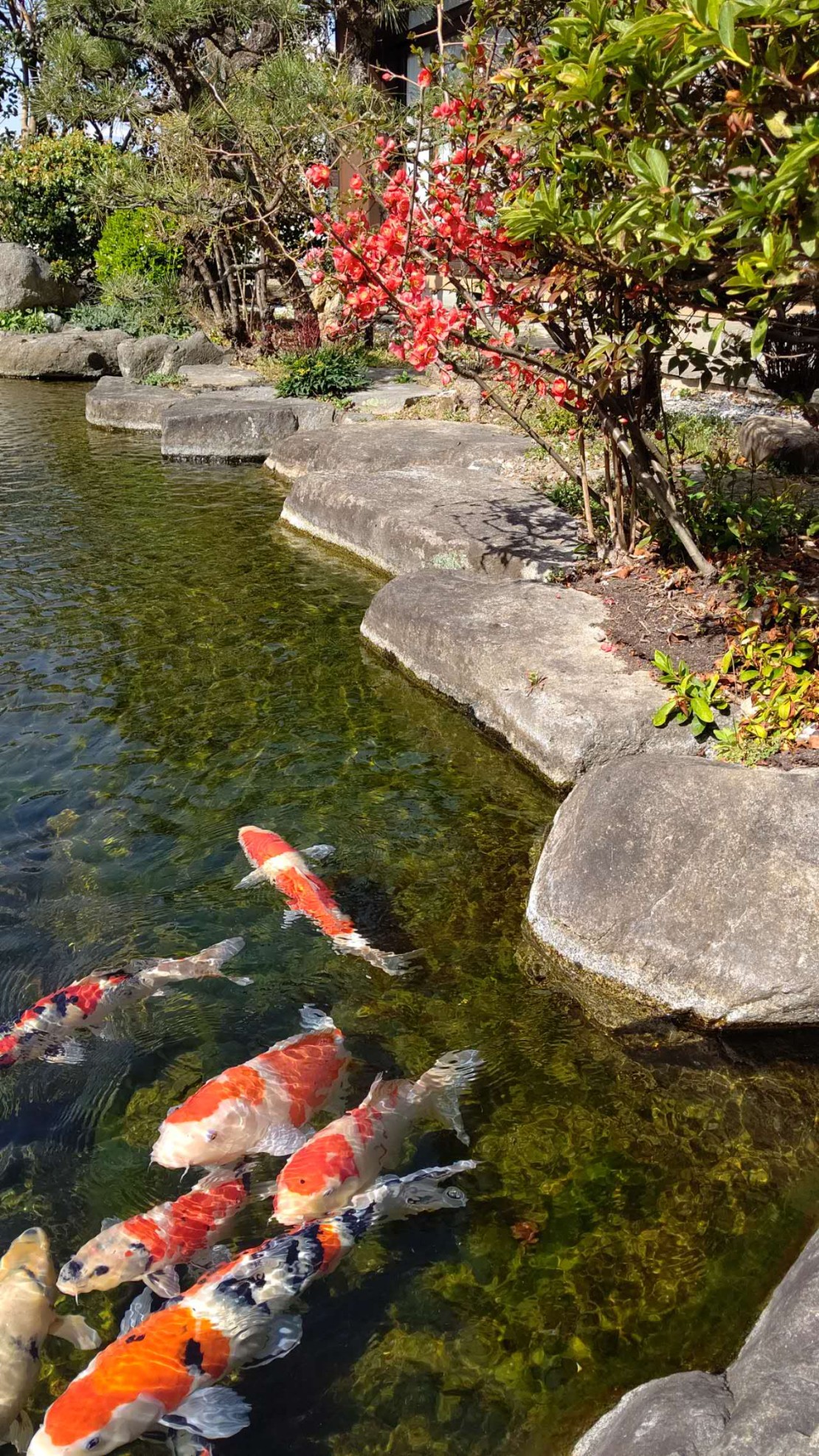 山梨県 石和・勝沼・塩山のコテージ｜ユニバーサル石和の写真：池