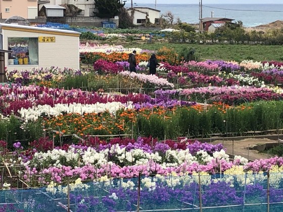 千葉県 館山・南房総の貸別荘・コテージ｜VILLA HALFMOON　2LDKROOM【4棟】：季節の花