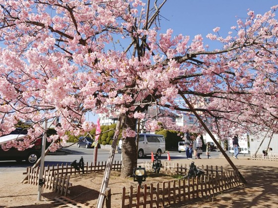 千葉県 九十九里・銚子の貸別荘・コテージ｜シーサイドハウス癒：桜