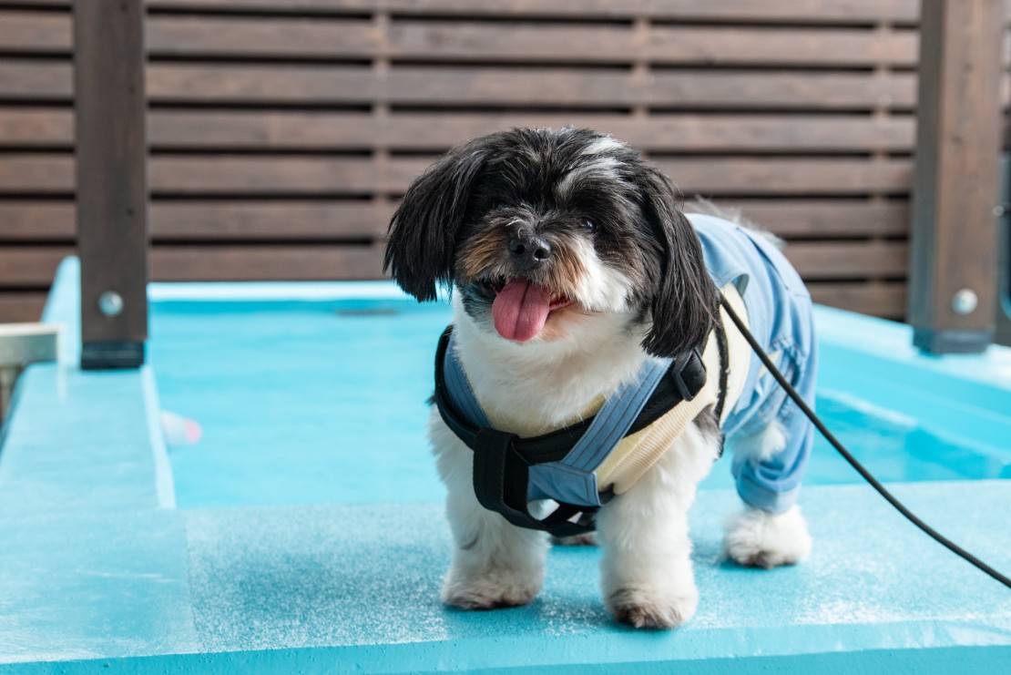 Dog Villa SAMPO(ドッグ ヴィラ サンポ)|千葉県・館山・南房総|プール
ワンちゃんはもちろん、人も入れます
※温水ではありません