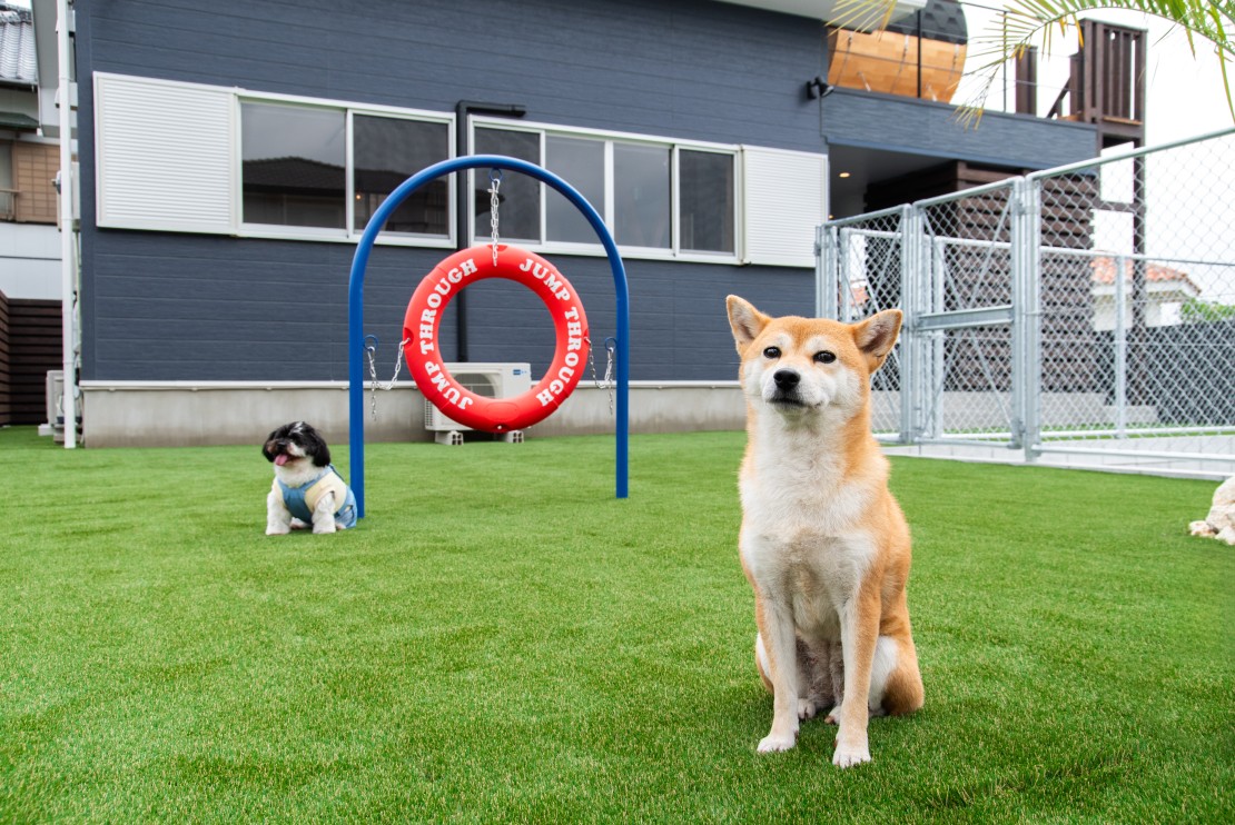 Dog Villa SAMPO(ドッグ ヴィラ サンポ)|千葉県・館山・南房総|ドッグラン
最大3頭ご宿泊可能です