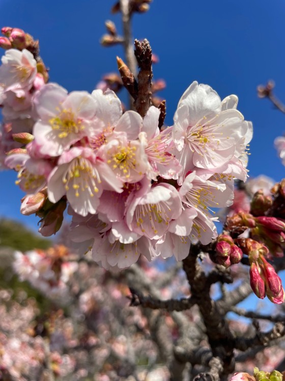 千葉県 勝浦・鴨川の貸別荘・コテージ｜tetoの写真：桜が楽しめるコテージ