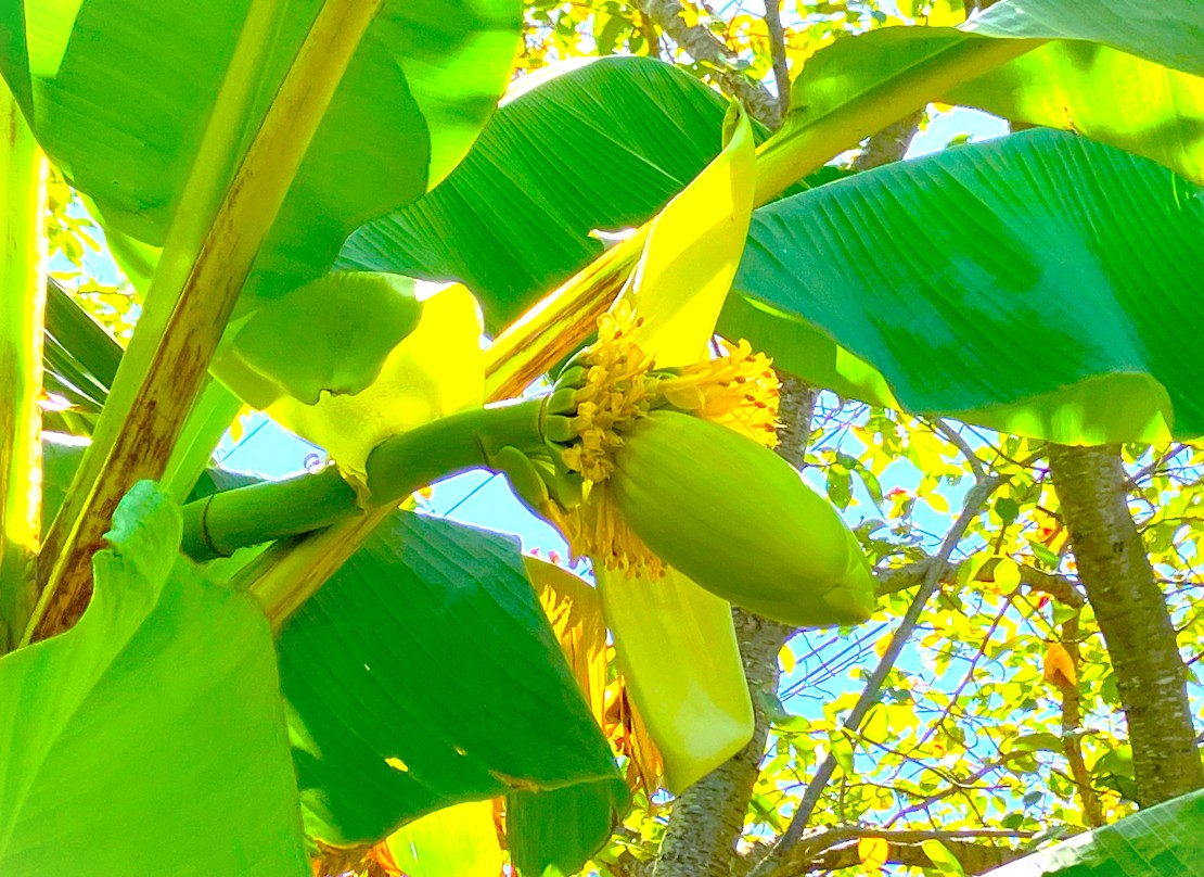 千葉県 木更津・君津・富津のコテージ｜金谷バナナハウスの写真：昨年のバナナハウス前の3分咲きの桜並木です。