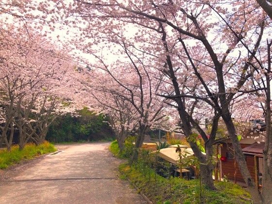 千葉県 木更津・君津・富津の貸別荘・コテージ｜金谷バナナハウスの写真：学生旅行におすすめのコテージ