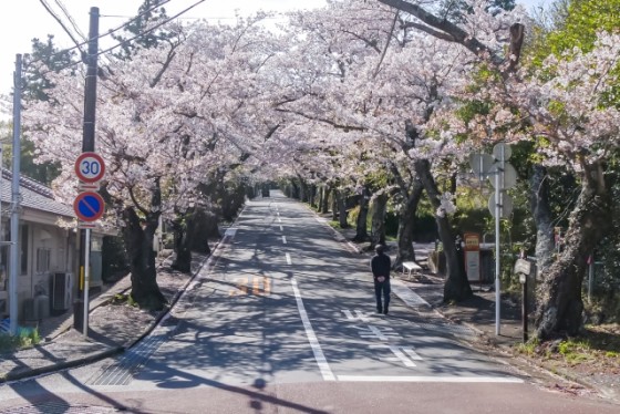 静岡県 伊豆高原の貸別荘・コテージ｜鳥と木の実 ワイルドストロベリー：桜