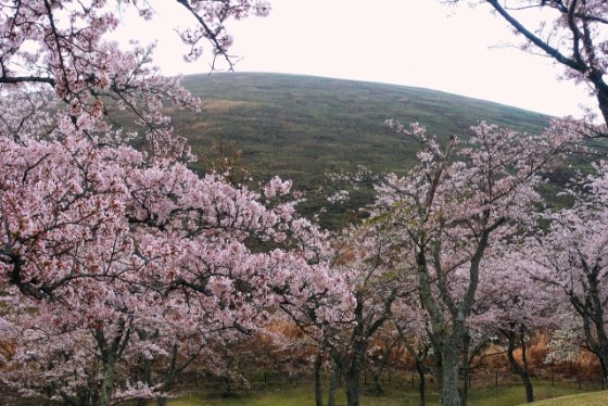 静岡県 伊豆高原の貸別荘・コテージ｜鳥と木の実 ホリホック：桜