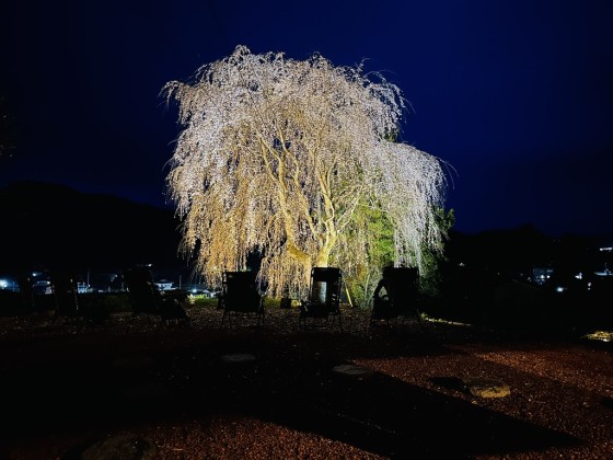 茨城県 北茨城・奥久慈・日立の貸別荘・コテージ｜大谷石の蔵サウナと古民家宿 DAIGO SAUNAの写真：桜が楽しめるコテージ