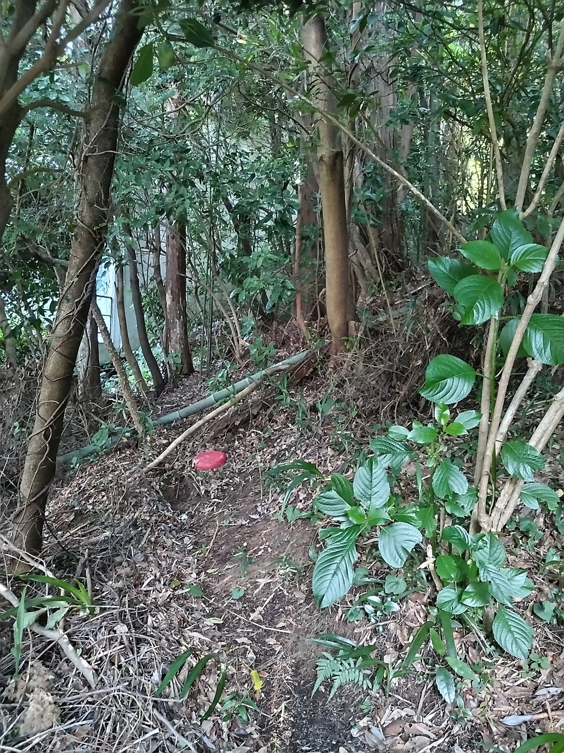 熱海パレアナ｜静岡県・熱海｜お庭はワイルドなミニジャングルみたい、真夏でも大木の影でひんやりしています。