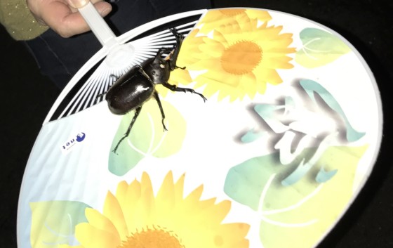 宮城県 白石・蔵王の貸別荘・コテージ｜Four Seasons Oasis MIYAGIZAO：昆虫採集