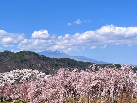 山梨県 八ヶ岳・清里・小淵沢・大泉の貸別荘・コテージ｜TYY八ヶ岳Baseの写真：桜が楽しめるコテージ