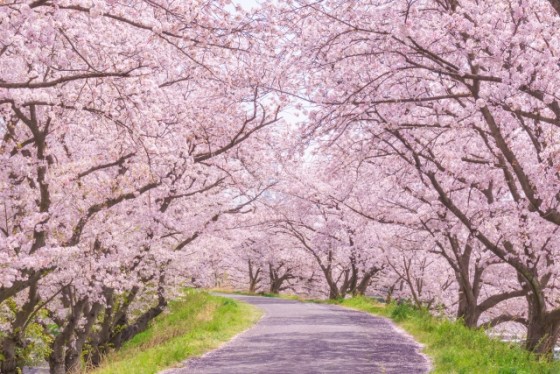 静岡県 伊豆高原の貸別荘・コテージ｜一本のえんぴつ：桜