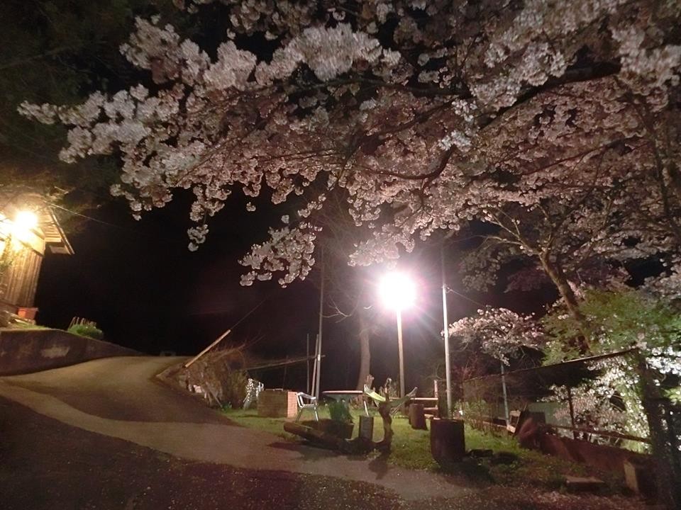 群馬県 四万・吾妻・川原湯のコテージ｜古民家の宿 金木の写真：BBQガーデン 春(4月中旬)は庭の桜が満開に。
