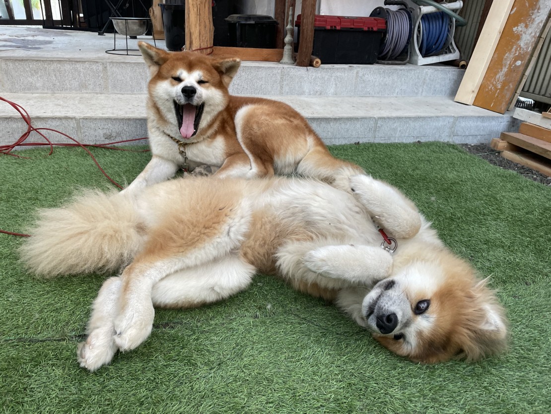 ポパイテンキャンプ場たつの店｜兵庫県・姫路・赤穂・播磨｜当施設のアイドル
秋田犬の風夏と凛花です🐶