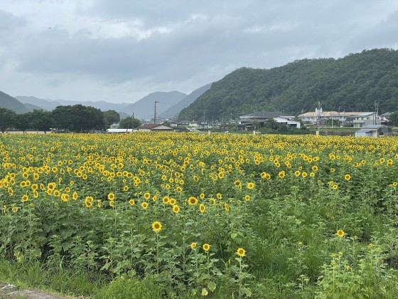 兵庫県 姫路・赤穂・播磨の貸別荘・コテージ｜ポパイテンキャンプ場たつの店：季節の花
