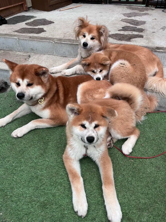 兵庫県 姫路・赤穂・播磨の貸別荘・コテージ｜ポパイテンキャンプ場たつの店：動物ふれあい