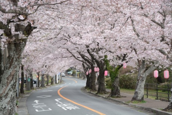 静岡県 伊豆高原の貸別荘・コテージ｜無限館：桜