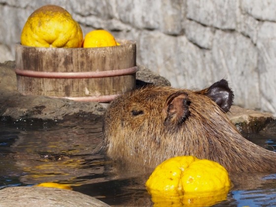 静岡県 伊豆高原の貸別荘・コテージ｜無限館：動物ふれあい