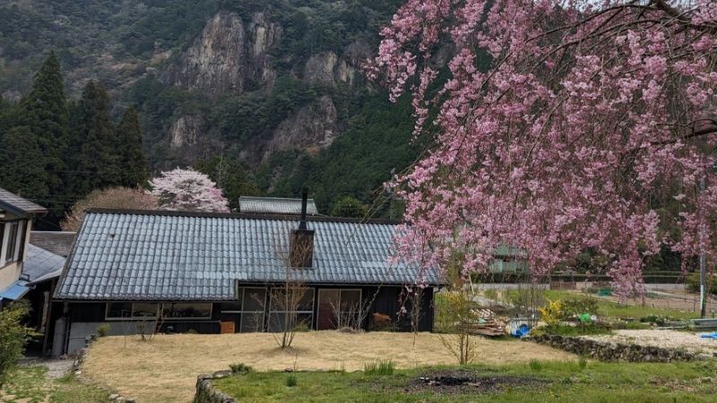 Community&Stay 古民家 SO|愛知県・三河|庭には見事な枝垂れ桜