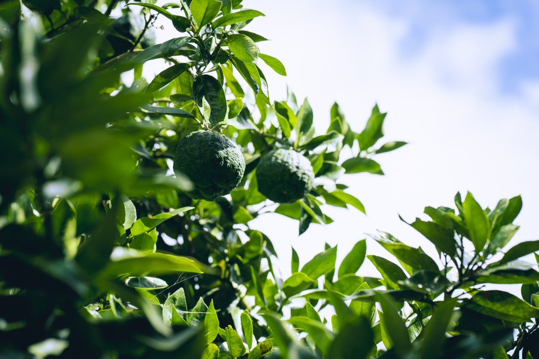 HANNOSUKE（半之助）｜千葉県・木更津・君津・富津｜施設内には甘夏、梅、鬼柚子、柿、みょうが、山菜等、季節によって収穫体験可能です