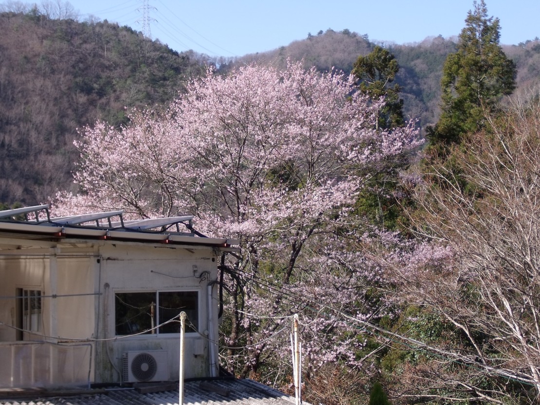 ポパイテンキャンプ場 ガーデンハウス(1棟貸切)|兵庫県・姫路・赤穂・播磨|BBQテラスの裏には桜もあります。