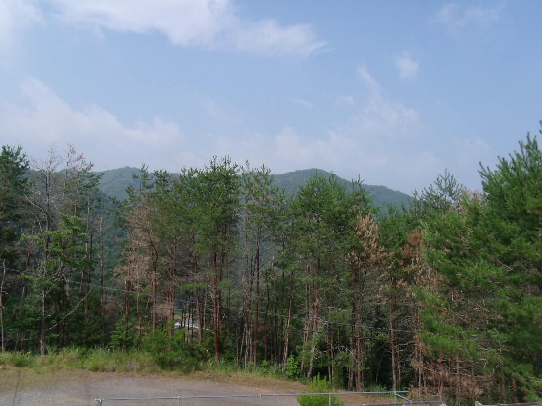 ポパイテンキャンプ場 アイボリーハウス(1棟貸切)|兵庫県・姫路・赤穂・播磨|風景