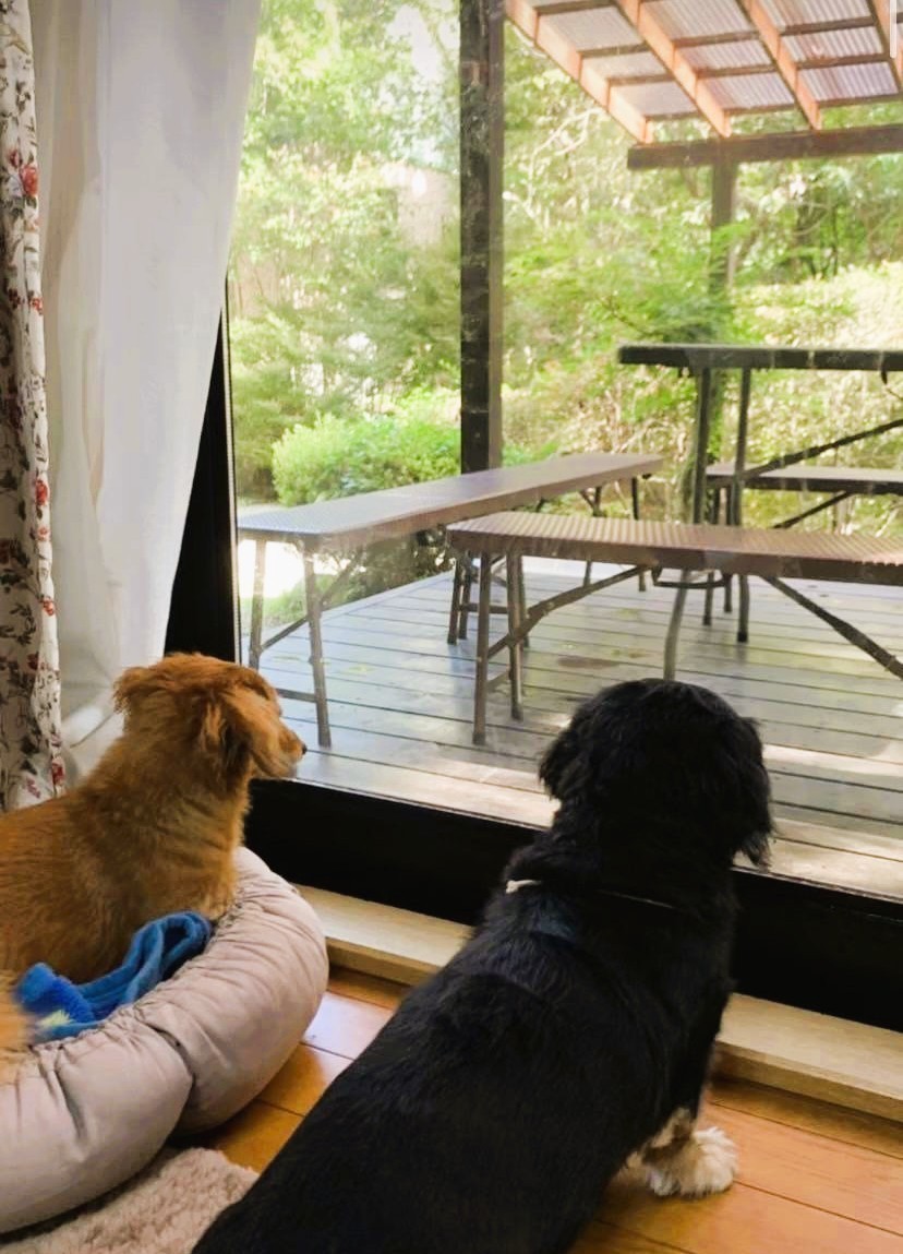 那須の貸別荘 コテージ7(ナナ) V棟|栃木県・那須・板室|ペット用ベッド等はご持参ください