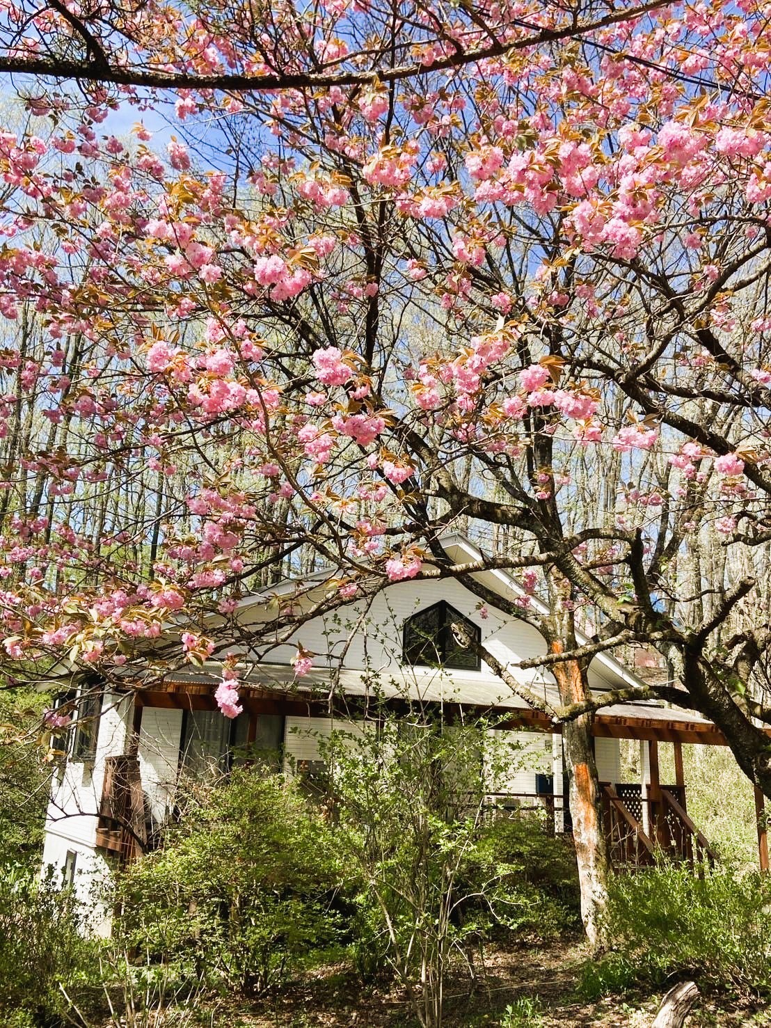 那須の貸別荘　コテージ7（ナナ）　V2棟｜栃木県・那須・板室｜春先には綺麗な八重🌸が咲きます