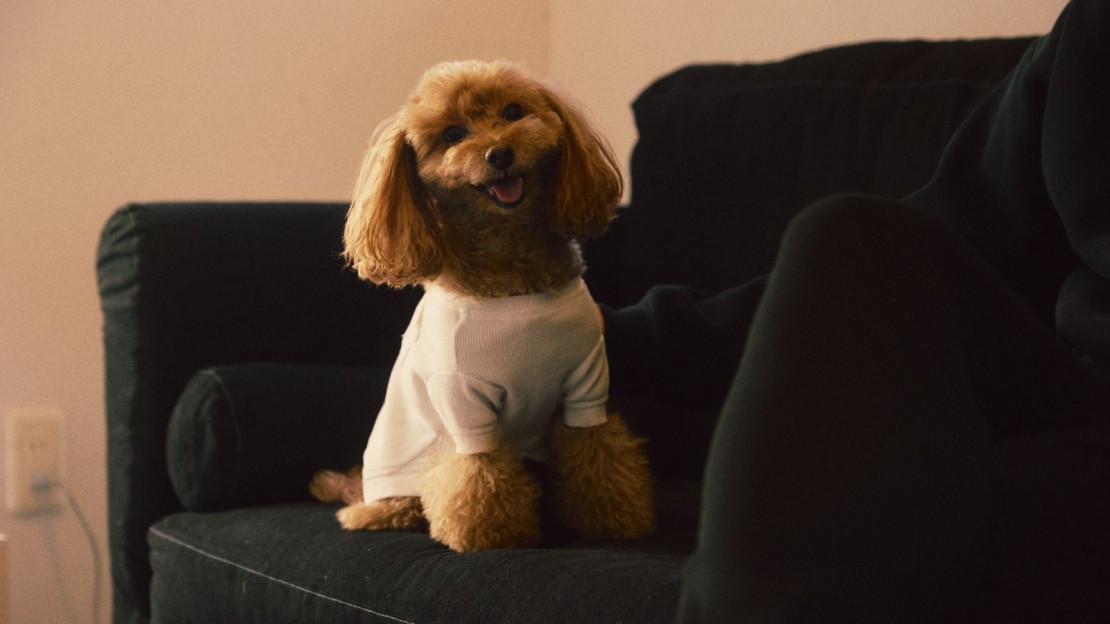 UMI-YAMA CHIKURA｜千葉県・館山・南房総｜DOG STAY｜愛犬も一緒に、安心してくつろげる空間。