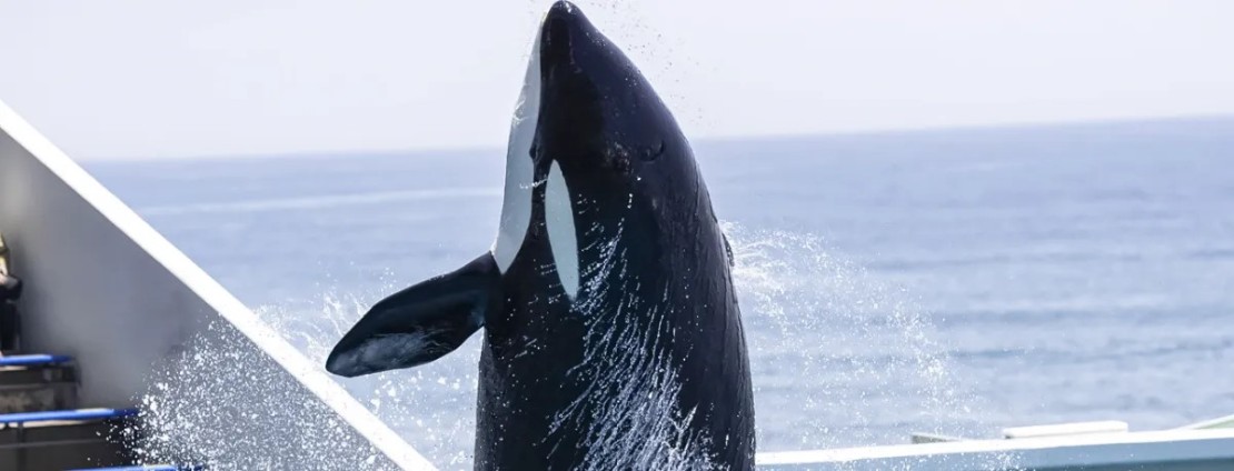 Private Villa AZUL｜千葉県・館山・南房総｜房総観光の王様「鴨川シーワールド」にも海沿いを車で30分。AZULからなら混む前に行けちゃいます。
逆方向の館山エリアにも20分程度。千倉は便利な位置関係です。