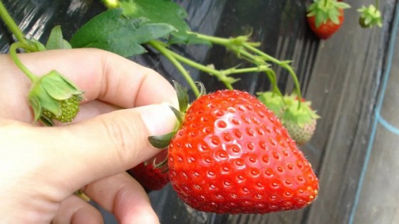 千葉県 館山・南房総の貸別荘・コテージ｜Private Villa AZUL：味覚狩り