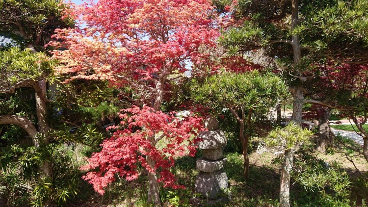 千葉県 勝浦・鴨川のコテージ｜久遠荘の写真：広い和風庭園