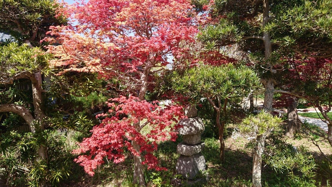 千葉県 勝浦・鴨川の貸別荘・コテージ｜久遠荘の写真｜四季毎に色ずくお庭もお楽しみください。